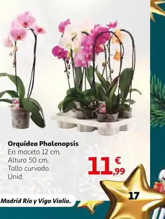 Alcampo Orquídea Phalenopsis oferta