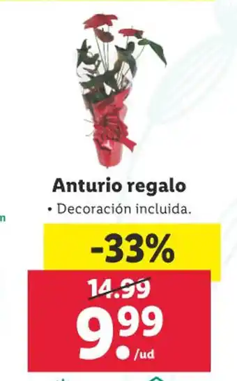 Lidl Anturio regalo •Decoración incluida. oferta