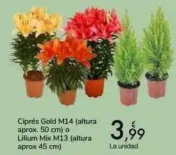 Carrefour Ciprés gold m14 oferta
