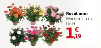 Alcampo Rosal mini Maceta 11 cm. oferta