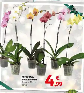 Alcampo ORQUÍDEA PHALENOPSIS oferta