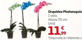 Alcampo Orquídea Phalenopsis oferta
