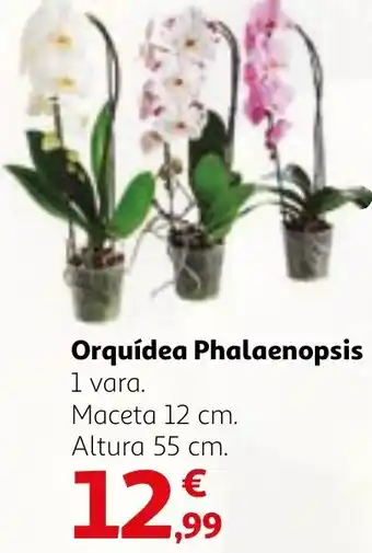 Alcampo Orquídea Phalaenopsis oferta