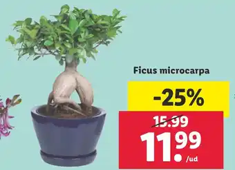 Lidl Ficus microcarpa oferta