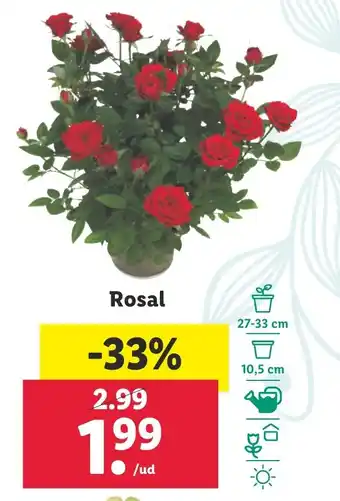 Lidl Rosal oferta