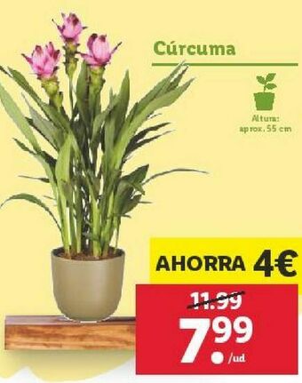 Lidl Plantas oferta