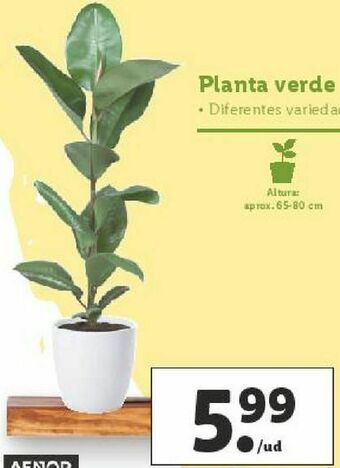 Lidl Plantas oferta