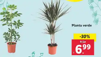 Lidl Planta verde oferta