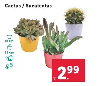 Lidl Cactus / Suculentas oferta