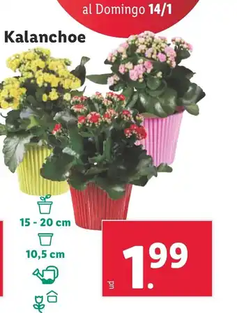 Lidl Kalanchoe oferta