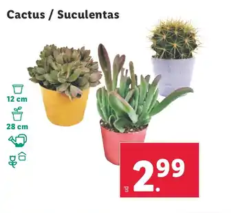 Lidl Cactus / Suculentas oferta