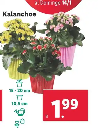 Lidl Kalanchoe oferta