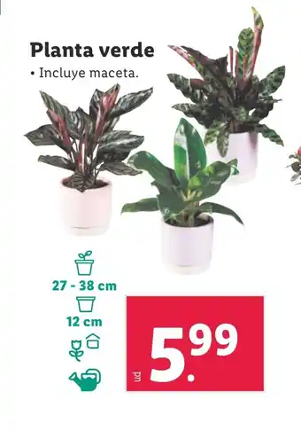 Lidl Planta verde oferta