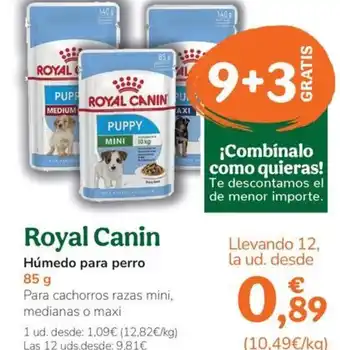 Húmedo para perro