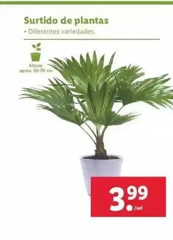 Lidl Surtido De Plantas oferta