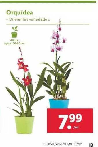 Lidl Orquidea oferta