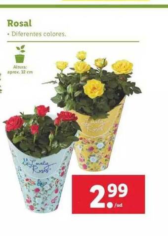 Lidl Rosal oferta