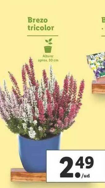 Lidl Brezo Tricolor oferta