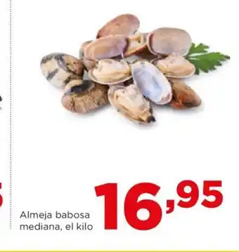 Alimerka Almeja babosa mediana, el kilo oferta