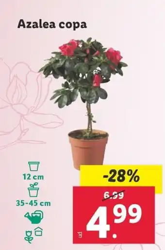 Lidl Azalea copa oferta