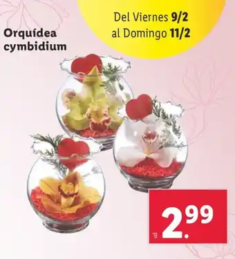 Lidl Orquídea cymbidium oferta