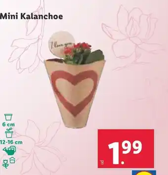 Lidl Mini Kalanchoe oferta