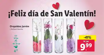 Lidl Orquídea jarrón oferta