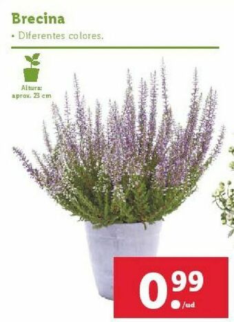 Lidl Plantas oferta