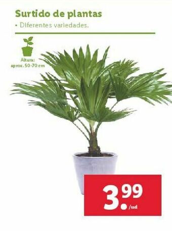 Lidl Plantas oferta