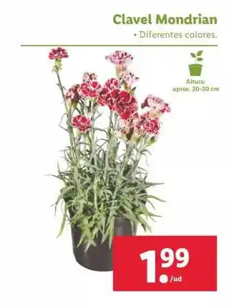Lidl Clavel Mondrian oferta