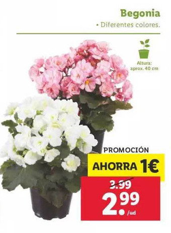 Lidl Begonia oferta