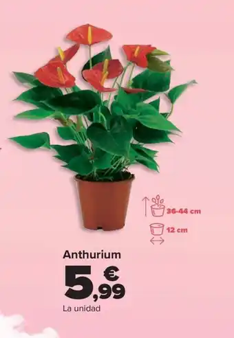 Carrefour Anthurium oferta