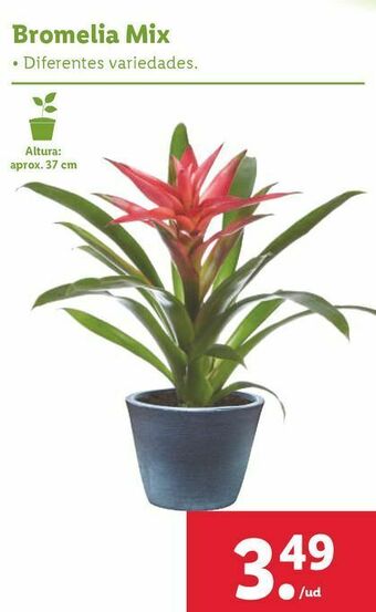 Lidl Plantas con flor oferta