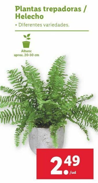 Lidl Plantas oferta