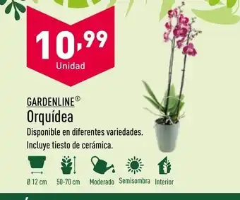 ALDI GARDENLINE® Orquídea oferta