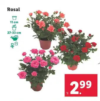 Lidl Rosal oferta