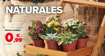 Carrefour Plantas surtidas oferta