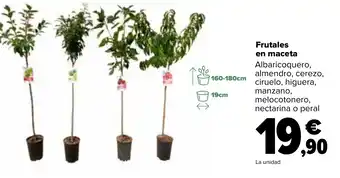 Carrefour Frutales en maceta oferta