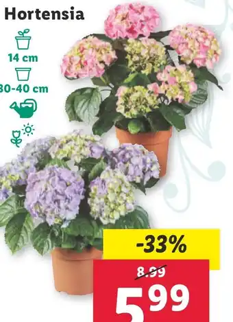 Lidl Hortensia oferta