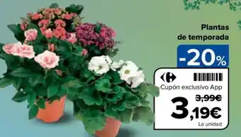Carrefour Plantas de temporada oferta