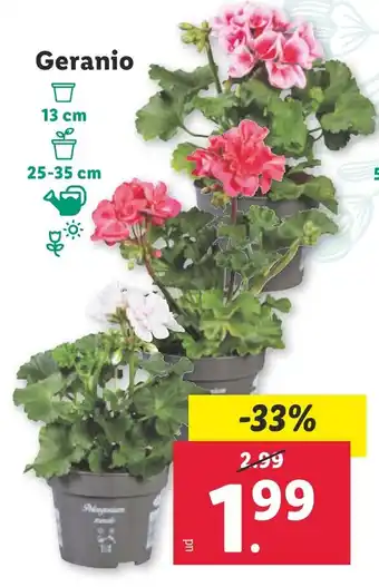 Lidl Geranio oferta