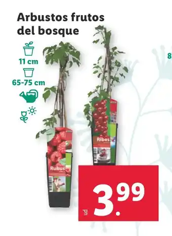 Lidl Arbustos frutos del bosque oferta