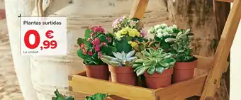 Carrefour Plantas surtidas oferta