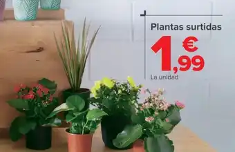 Carrefour Plantas surtidas oferta
