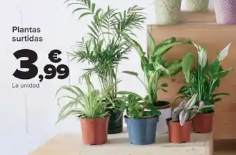 Carrefour Plantas surtidas oferta