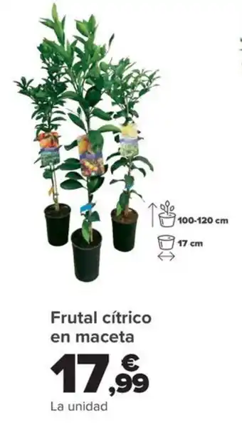 Carrefour Frutal cítrico en maceta oferta