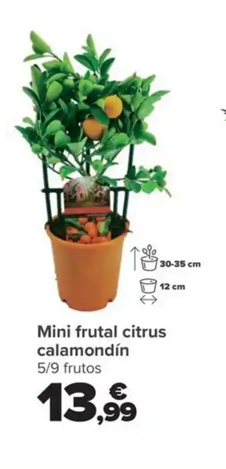 Carrefour Mini frutal citrus calamondín oferta