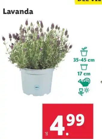 Lidl Lavanda oferta
