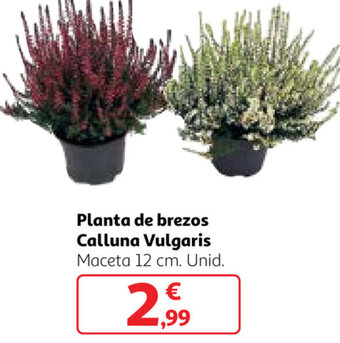 Alcampo Planta de brezos calluna Vulgaris oferta
