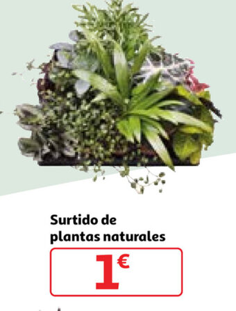 Alcampo Surtido de plantas naturales oferta